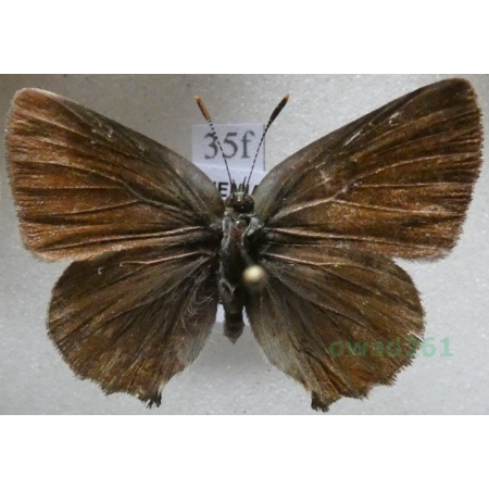 Callophrys rubi (Linnaeus, 1758) Zieleńczyk ostrężyniec Czech35f